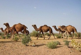 مرحله دوم مقابله با ورود شترها به تالاب