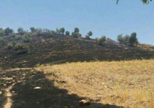 ۹۰ درصد مراتع سیستان‌وبلوچستان بدون طرح بهره‌برداری