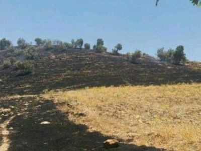 ۹۰ درصد مراتع سیستان‌وبلوچستان بدون طرح بهره‌برداری