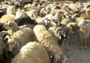 جریمه ۷۰ میلیارد ریالی برای قاچاقچی دام