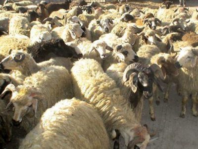جریمه ۷۰ میلیارد ریالی برای قاچاقچی دام