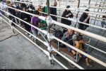تردد روان و بدون مشکل زائران اربعین