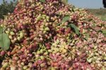 سیستان‌‌وبلوچستان قطب نوین پسته ارگانیک