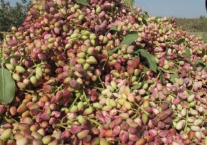 سیستان‌‌وبلوچستان قطب نوین پسته ارگانیک