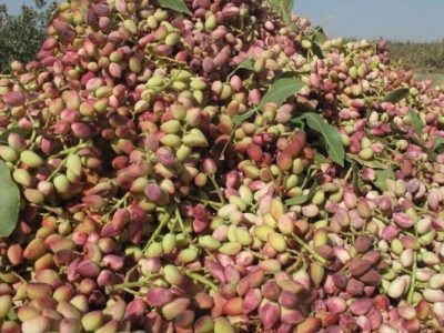سیستان‌‌وبلوچستان قطب نوین پسته ارگانیک