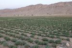 گیاهان دارویی نسخه اقتصاد پایدار سیستان‌وبلوچستان