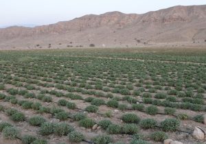 گیاهان دارویی نسخه اقتصاد پایدار سیستان‌وبلوچستان