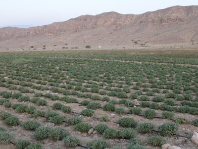 گیاهان دارویی نسخه اقتصاد پایدار سیستان‌وبلوچستان