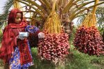 سیستان‌وبلوچستان نگین درخشان صنعت خرمای ایران
