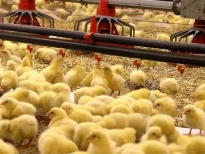 صنعت مرغ موتور محرک اقتصاد در شهرستان نیمروز
