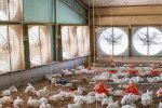 تولید ۲۴ هزار تن مرغ در سیستان‌وبلوچستان