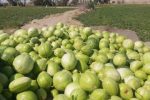 شکوفایی دوباره جالیز در دل سیستان