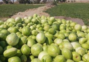 شکوفایی دوباره جالیز در دل سیستان