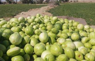 شکوفایی دوباره جالیز در دل سیستان