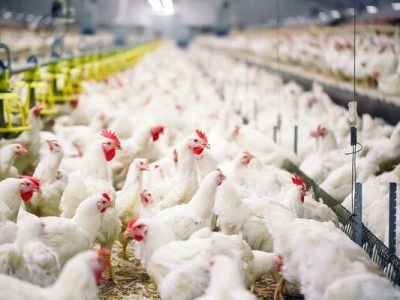 نیمروز پیشتاز نوین صنعت تولید پروتئین کشور