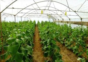 شکوفایی تولید با حمایت بسیج سازندگی در زهک