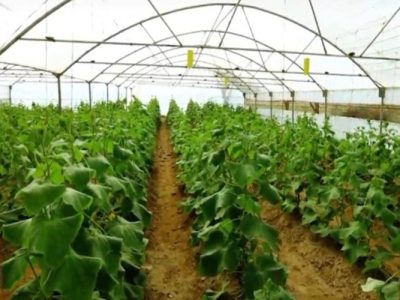 شکوفایی تولید با حمایت بسیج سازندگی در زهک