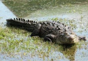 بارندگی کم‌سابقه تهدیدی برای زیستگاه گاندوها