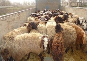 ظرفیت مناسب مرزهای سیستان‌وبلوچستان برای واردات دام زنده