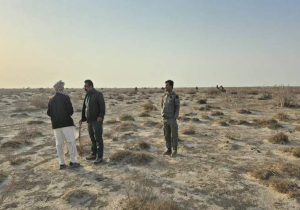 خروج گله ۷۰ نفری شتر از تالاب هامون