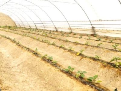 افتتاح ۲۶ گلخانه طرح اشتغال‌زایی در کرباسک زابل