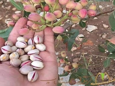 اجرای عملیات زمستانه باغات پسته زاهدان