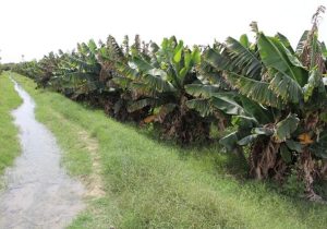 زرآباد نیازمند ایستگاه تحقیقاتی برای جهش تولید گرمسیری