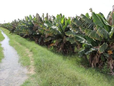 زرآباد نیازمند ایستگاه تحقیقاتی برای جهش تولید گرمسیری