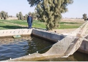 اولین قزل‌آلای سیستان در زهک برداشت شد