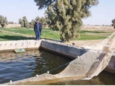 اولین قزل‌آلای سیستان در زهک برداشت شد