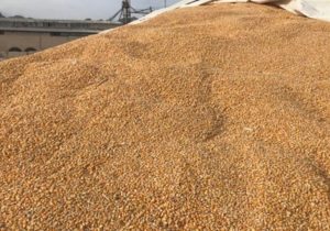 توزیع گسترده آرد و نهاده‌های دامی میان عشایر