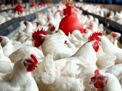جهش تولید گوشت مرغ در سیستان‌وبلوچستان