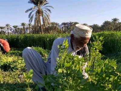 شهرستان زهک پیشگام کشاورزی مدرن در شمال سیستانوبلوچستان