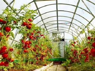سطح گلخانه‌های سیستان‌وبلوچستان به ۸۷۸ هکتار رسید
