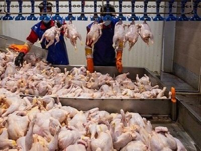توزیع ۶۰۰ تن گوشت مرغ در زابل