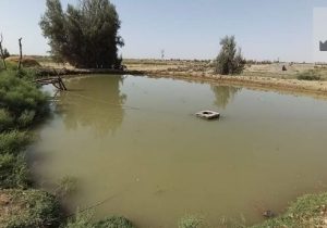 توزیع ۱۰۰ هزار بچه‌ماهی گرمابی در هیرمند