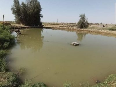 توزیع ۱۰۰ هزار بچه‌ماهی گرمابی در هیرمند