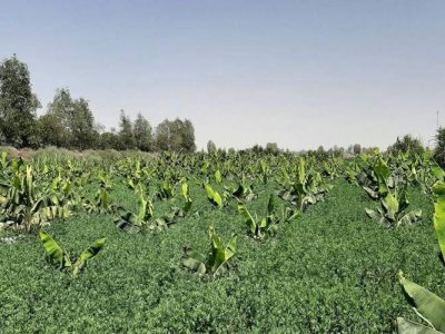 رد پای انشعابات غیرمجاز در باغات موز و خرما