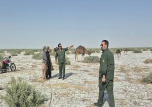 جمع آوری ۱۰۰ شتر غیرمجاز از تالاب بین‌المللی هامون