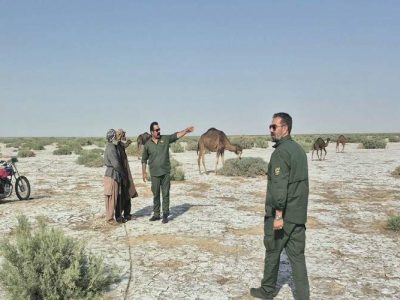 جمع آوری ۱۰۰ شتر غیرمجاز از تالاب بین‌المللی هامون