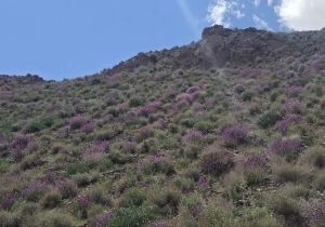 ایجاد ۱۹ واحد آموزشی در زهک