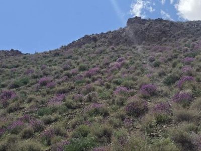 ایجاد ۱۹ واحد آموزشی در زهک