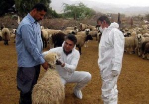 خطر شیوع تب کریمه کنگو در عید قربان