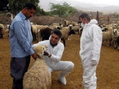 خطر شیوع تب کریمه کنگو در عید قربان