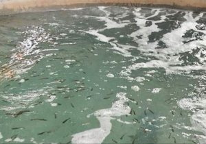 نخستین بچهماهی قزلآلا در بنجار رهاسازی شد