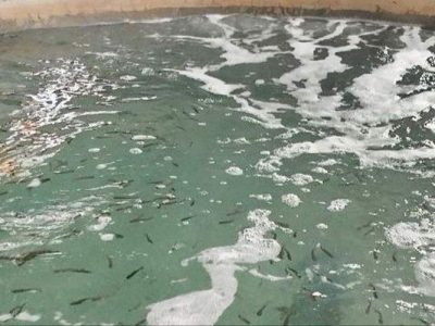 نخستین بچهماهی قزلآلا در بنجار رهاسازی شد