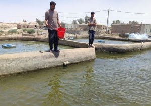 پرورش ماهی کپور، مسیر اشتغال پایدار در نیمروز