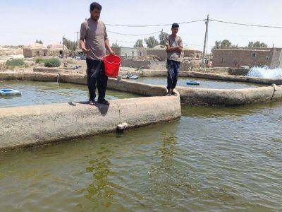 پرورش ماهی کپور، مسیر اشتغال پایدار در نیمروز