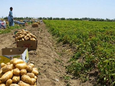 پیش‌بینی برداشت ۲۱۰۰ تن سیب‌زمینی از مزارع خاش