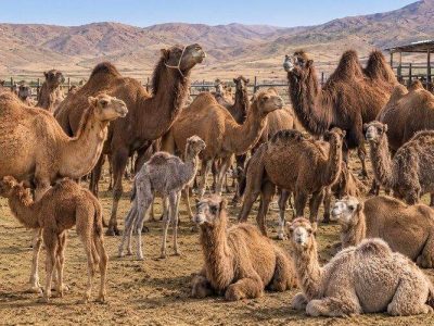 رشد بی‌نظیر پرورش شتر در سیستان‌وبلوچستان
